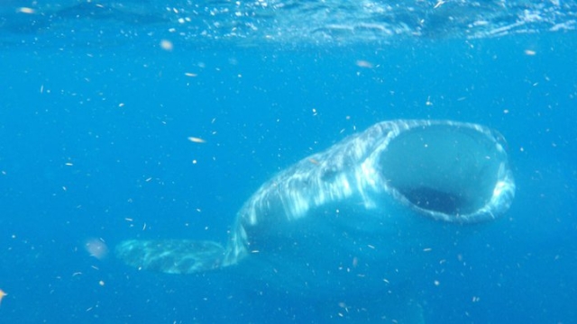  Descubra o tubarão-baleia 